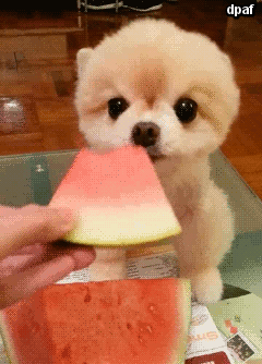 puppy-eating-watermelon.gif