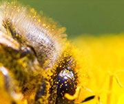 Zoomed In A yellow insect on a plant Bee