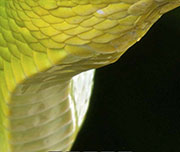 Zoomed In A green thing with scales on it Snake