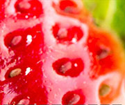 Zoomed In A red fruit with tiny little seeds Strawberry