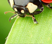 Zoomed In An insect with a black head and white eyes on a plant Ladybug