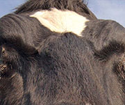 Zoomed In A white and black face Cow