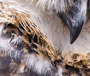 Zoomed In A furry paw with a claw Owl