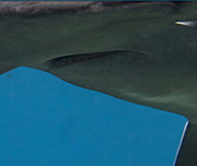 Zoomed In A blue background with an animal swimming with its mouth openedHammerhead