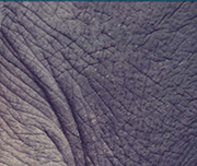 Zoomed In A grey skinned animalElephant 