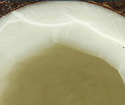 Zoomed In A white round fruit with a hole in the middleCoconut 