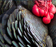 Zoomed In An animal with black feathers and a red neckTurkey