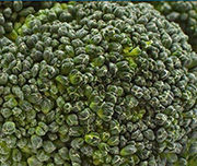 Zoomed In Green sprouts from a vegetable Broccoli 