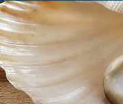 Zoomed In A white seashell with something in it. Pearl 