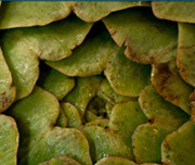 Zoomed In A green food that is layered Artichoke 