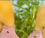Zoomed In Two yellow-furred creatures with pink beaks Duckling 