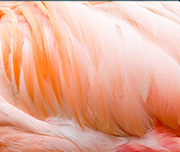Zoomed In An animal with a flock of pink feathers Flamingo