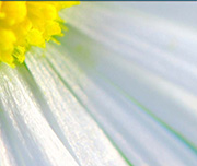 Zoomed In A yellow object in the corner with white petals coming outDaisy 