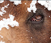 Zoomed In A brown furry animal with snow on its face and a brown eyeBear 