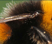 Zoomed In A black and yellow insect Bumblebee