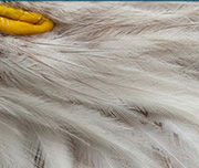 Zoomed In A white feather animal with a yellow beack Eagle 