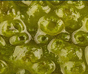 Zoomed In A  green object that?s prickly Pickle 