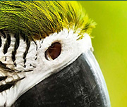 Zoomed In A bird with green fur and a white and black face with a black beak Parrot 