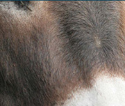 Zoomed In A brown furry face with a white bottom Donkey