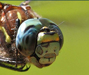 Zoomed In An insect with a green face Dragonfly 