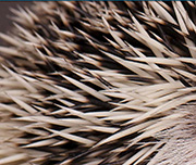 Zoomed In An animal with white pointy tips for skin Hedgehog 