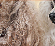 Zoomed In A white furry animal with a black nose Poodle 