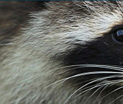 Zoomed In A grey and black animal with white whiskers Raccoon 