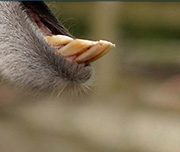 Zoomed In An animal with its mouth opened and its teeth showing Llama 