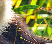Zoomed In A furry black animal with white fur on top around bamboo Panda 
