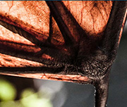 Zoomed In A dark wing Bat