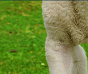 Zoomed In A green background with a white-furry animal Lamb