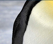 Zoomed In An animal with a white middle body and black wings Penguin 