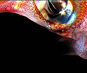 Zoomed In A black bottom with a red top with an eye Squid 