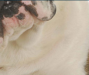 Zoomed In An animal with white fur and a pink and black spotty mouth Bulldog 