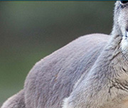 Zoomed In An animal with grey fur Kangaroo 
