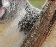 Zoomed In A grey and white furry animal hanging on a treeKoala 