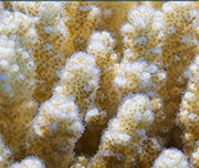 Zoomed In A bunch of white an furry pieces next to one another Coral 