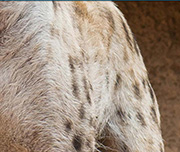 Zoomed In An animal with bage skin and black spots Hyena