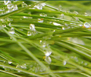 Zoomed In Thin green leafs with water drops on it Pineneedle 