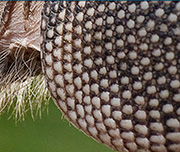 Zoomed In An animal with hard skin and dots all over Armadillo 