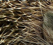 Zoomed In An animal with gold skin that is sharp Porcupine 