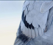 Zoomed In A bird with black and grey feathers Pigeon 