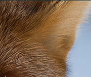 Zoomed In An animal with orange fur Fox