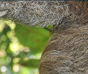 Zoomed In A green background with a grey animal Sloth