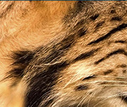 Zoomed In An animal with orange and black skin Bobcat