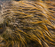 Zoomed In A an animal with with brown fur Beaver