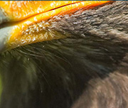 Zoomed In A dark feathered bird with a yellow beak Hawk 