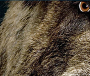 Zoomed In A big furry animal with a brown eye Boar