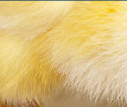Zoomed In A furry yellow bird Chick 