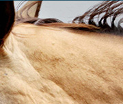 Zoomed In An animal with sandy colored skin Horse